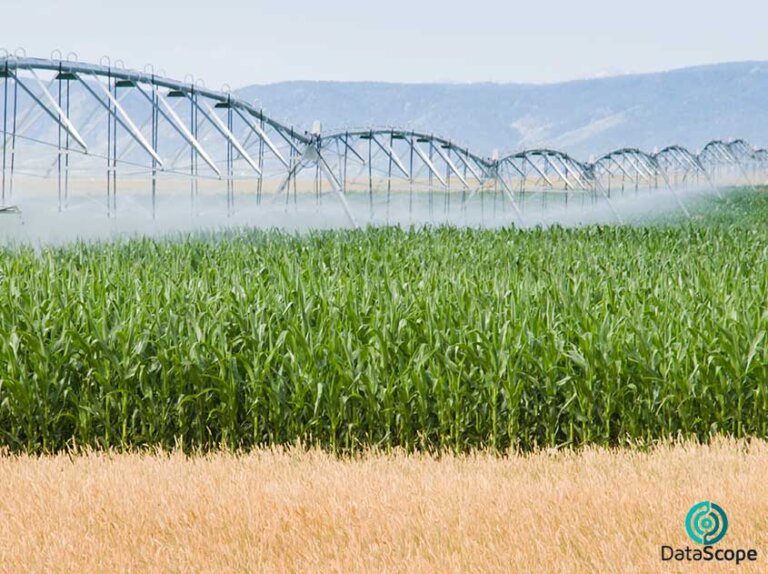 campos de cultivo